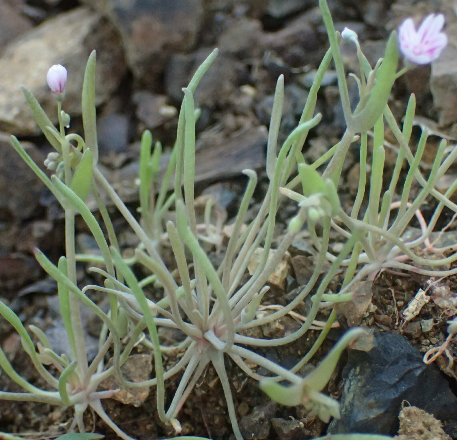 High Resolution Claytonia gypsophiloides Plant